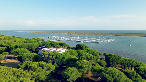 Umbrella-Pine-Trees---Stone-Pine-Plantation-Overlooking-Marina-At-Piedra-River-In-El-Rompido,-Huelva,-Spain