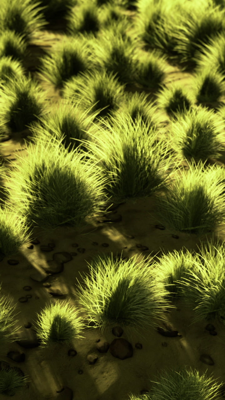 Green grass and rocks in a natural setting during daylight hours