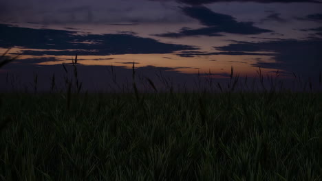 sunset over a grassy field
