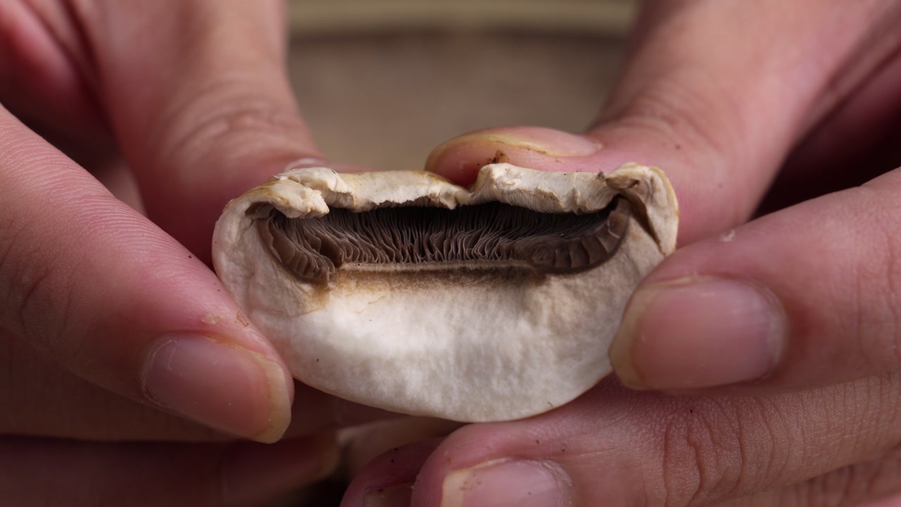 Hands taking a piece of mushroom and folding it. Close-up