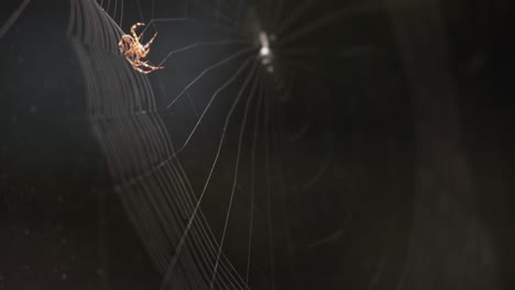 spider on a cobweb - building a circular web during evening