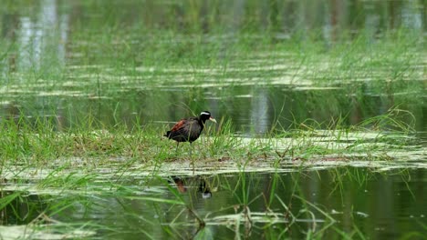 seen facing to the right and then stoops down as seen standing on grass in the middle of the swamp, bronze-winged jacana, metopidius indicus, pak pli, nakorn nayok, thailand