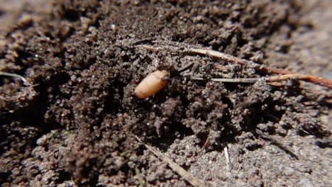 black ants running through the soil - macro shot