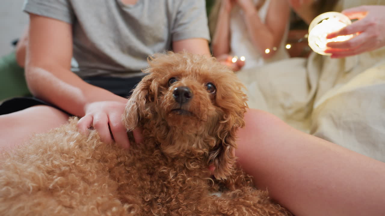 Close view of curly dog receiving loving touches from child's hand, enjoying affection during family time, the dog's playful expression adds to the warmth of family interaction