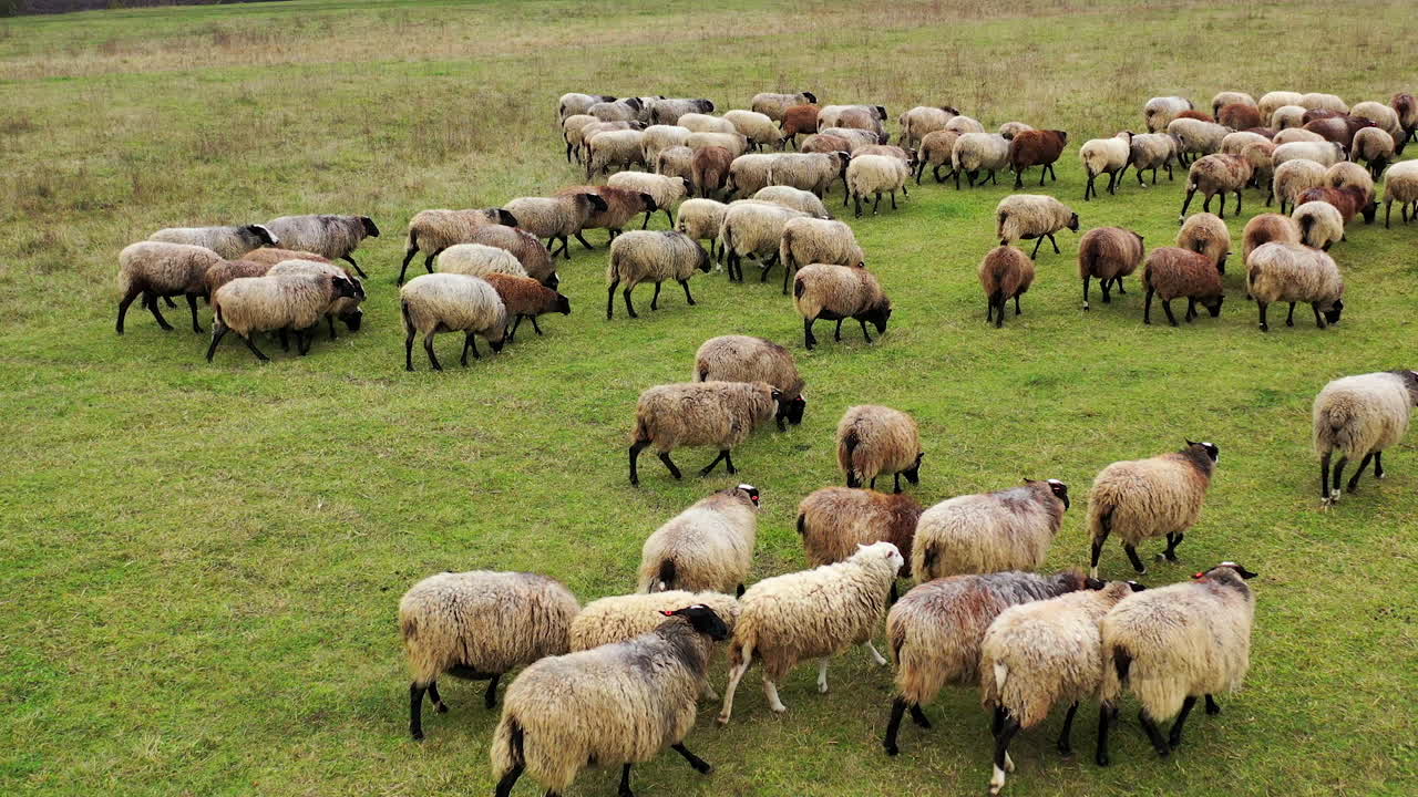 Herd of sheep walk on field. Group of nice domestic animals on pasture. Fluffy well-groomed sheep returning to farm from grazing.