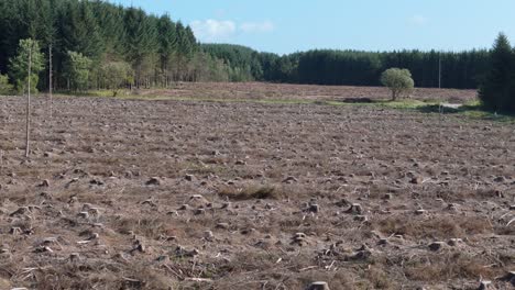 aerial of cleared land and deforestation in a forest with cut down trees and cut tree trunks