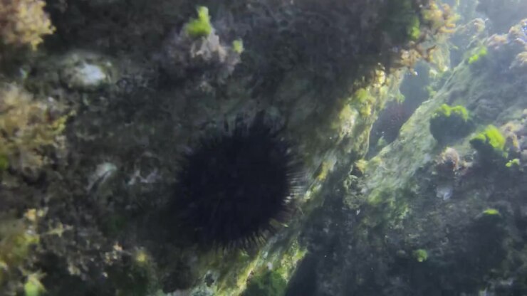Underwater reef teeming with different species of seaweed and algae. Sun rays penetrate clear ocean water, illuminating the marine fauna
