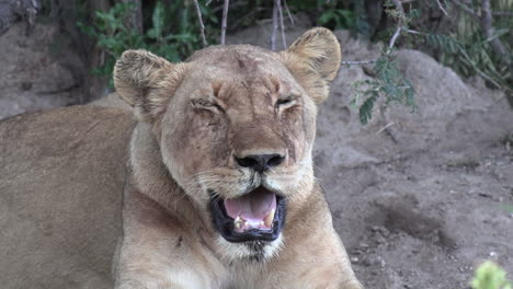 Close-up-shot-of-lioness-panting-in-wild