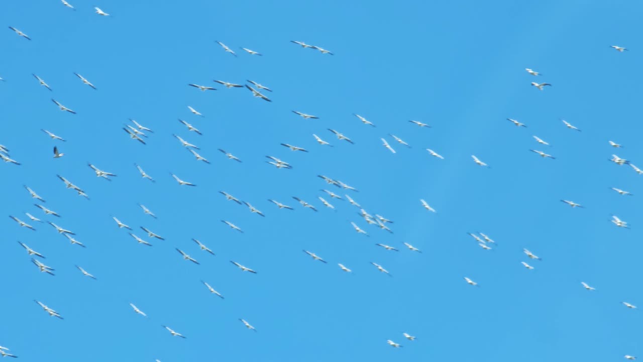 수많은 새들이 함께 이동하며, 은 파란 하늘 아래 동기화된 형태로 날아다니며, 매혹적인 자연 현상을 보여줍니다.