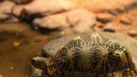 tortoise moving near water and rocks