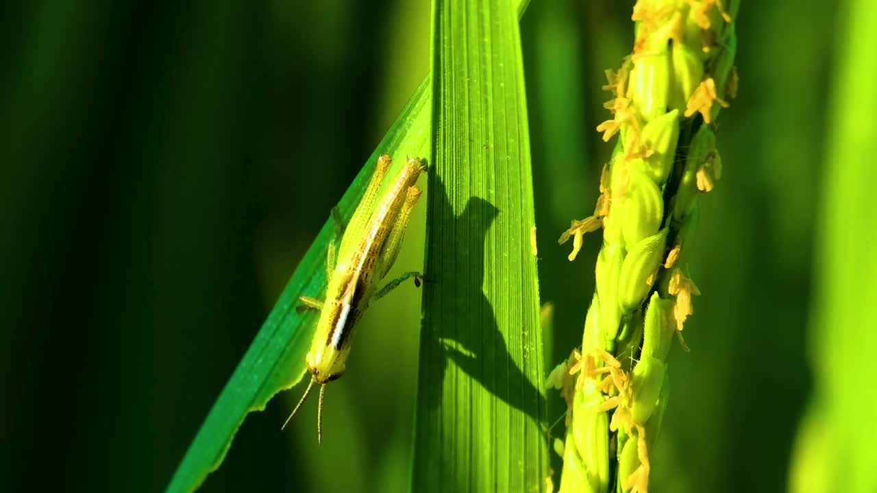el saltamontes verde oxya se alimenta de hojas de arroz