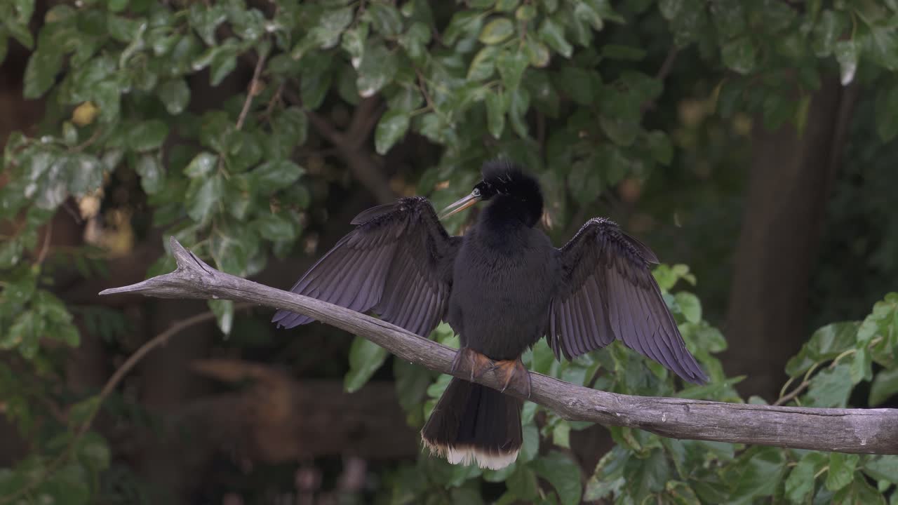 un pájaro serpiente macho, anhinga anhinga encaramado en una rama de árbol con alas extendidas para absorber el calor y acicalar la pluma con su pico contra el fondo del follaje