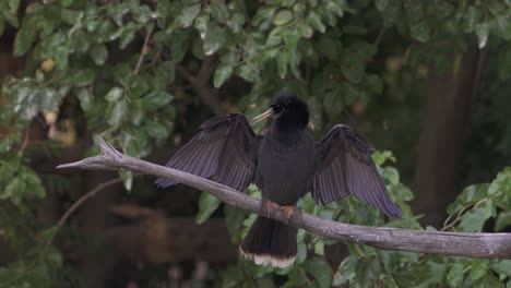 a male snakebird, anhinga anhinga perched on a tree branch with wings spread to absorb heat and preening the feather with its beak against foliage background