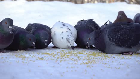 pigeons feeding in the snow