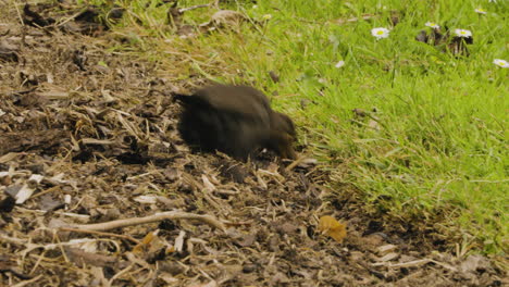 mirlo común buscando comida en el suelo