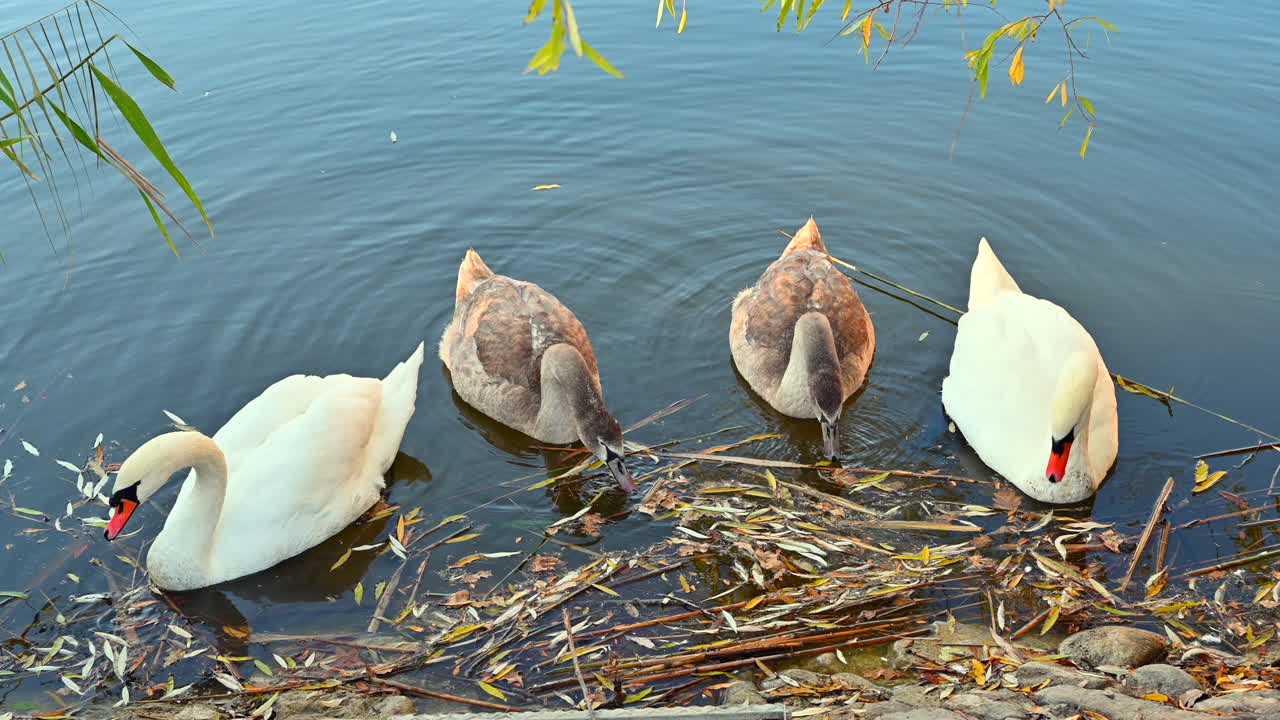 A group of swans and their cygnets are seen foraging in the clear water by the riverbank. The peaceful morning light adds to the serene atmosphere of nature