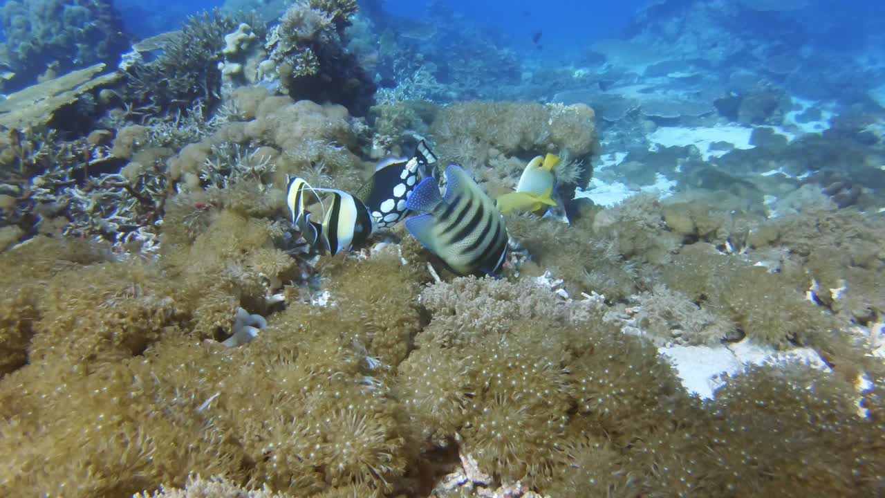 Different species of colorful tropical fish feeding on a coral reef