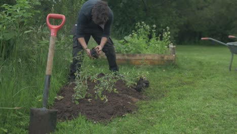 trasplantar plantas de tomate al jardín, plano medio ancho