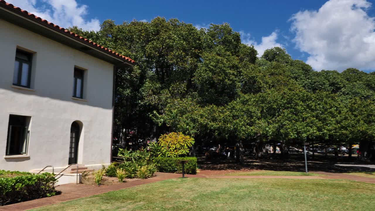 Lo storico albero di banyan di Lahaina prima che venisse bruciato nell'incendio di Maui del 2023