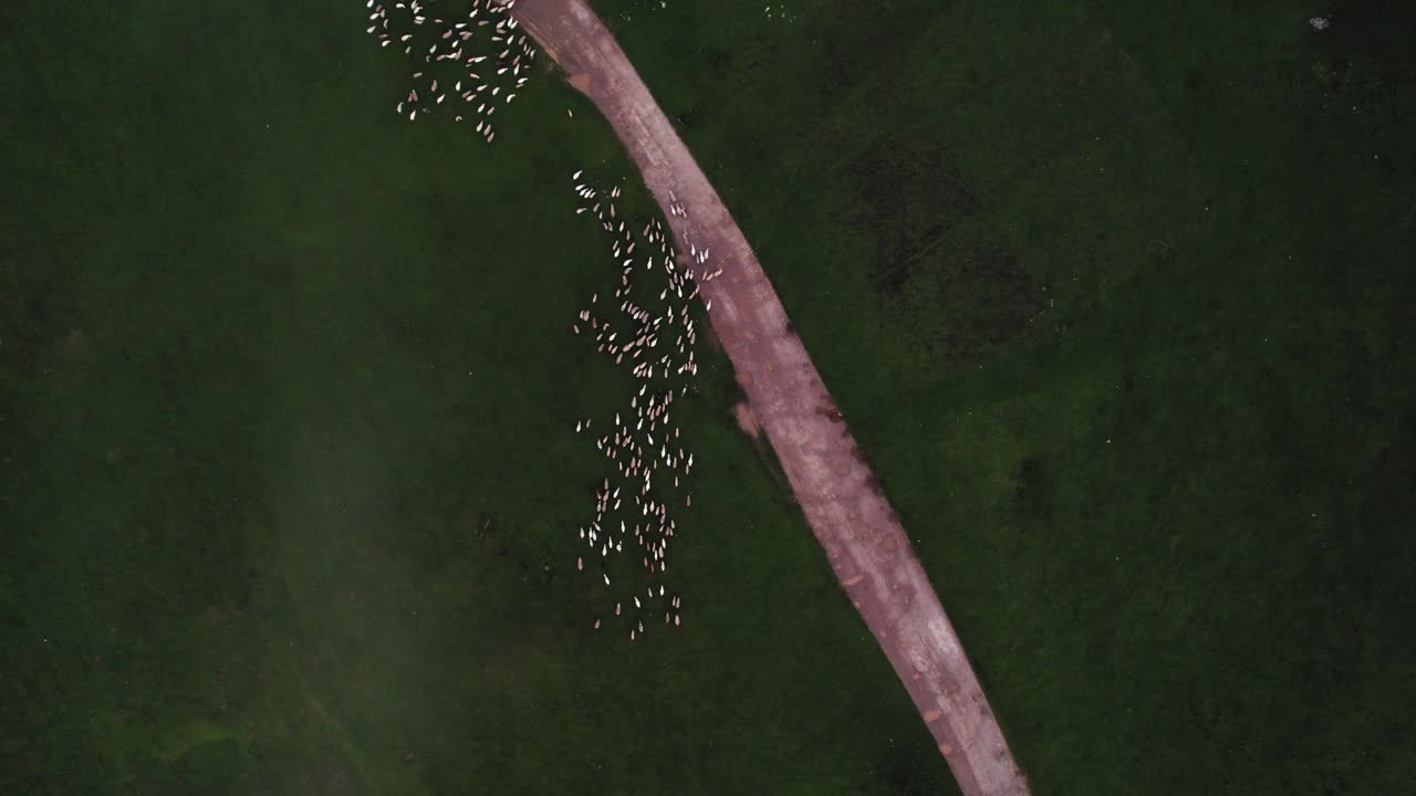 해가 지는 동안 큰 초록색  ⁇ 의 한가운데에 있는 양들의  ⁇ , 높은 곳에서