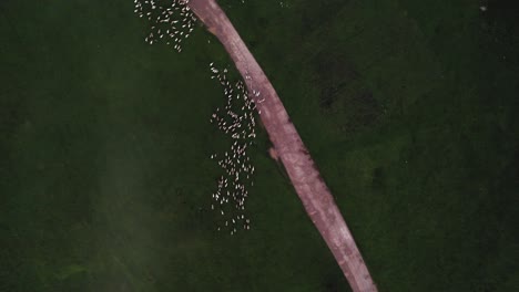 flock of sheep in the middle of a big green field during a sunset, aerial high up