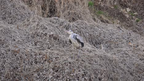 Garza-Gris-De-Pie-Sobre-Hierba-Seca-La-Mosca-Lejos