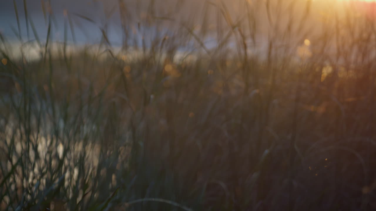 습지 잔디가 자라는 습지 해안 가을 해가 지는 클로즈업. 빛이 빛나는 사탕수수 줄기