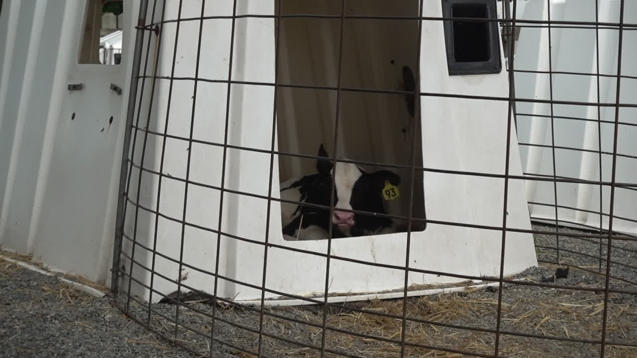 송아지가 우리 안에 쉬고 있다