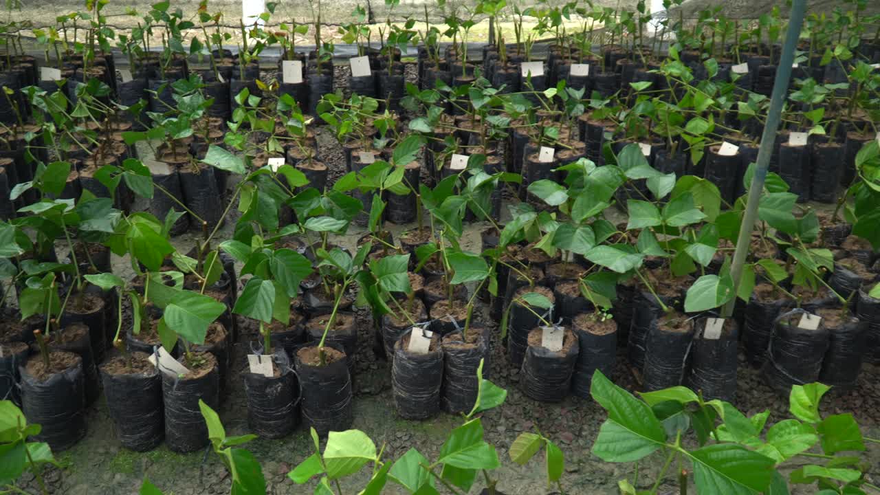 Brazilian Rosewood Pau Rosa tree seedlings in a nursery for reforestation in the amazon rainforest. Concept of environment, ecology, biodiversity, Aniba rosaeodora, bioeconomy, conservation, nature.