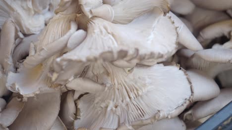 oyster mushrooms