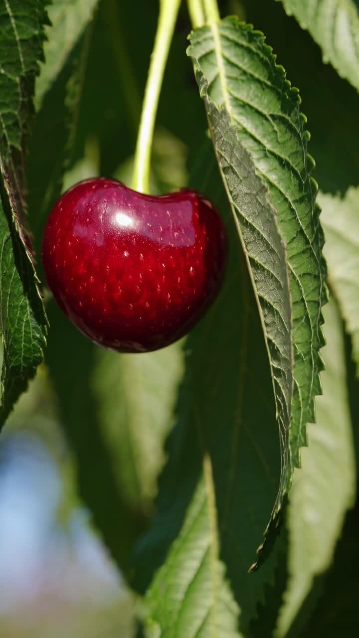 Video in primo piano di una ciliegia matura appesa a un albero, ripresa dal basso