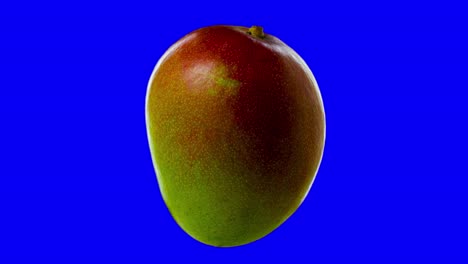 half ripe mango rotates blue screen for chroma key