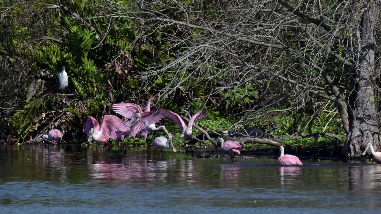 Roseate spoonbill flock bathing and flapping wings together beside mangrove trees