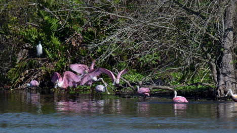 bandada de cucharaditas rosadas bañándose y batiendo alas juntas junto a los árboles de mangle