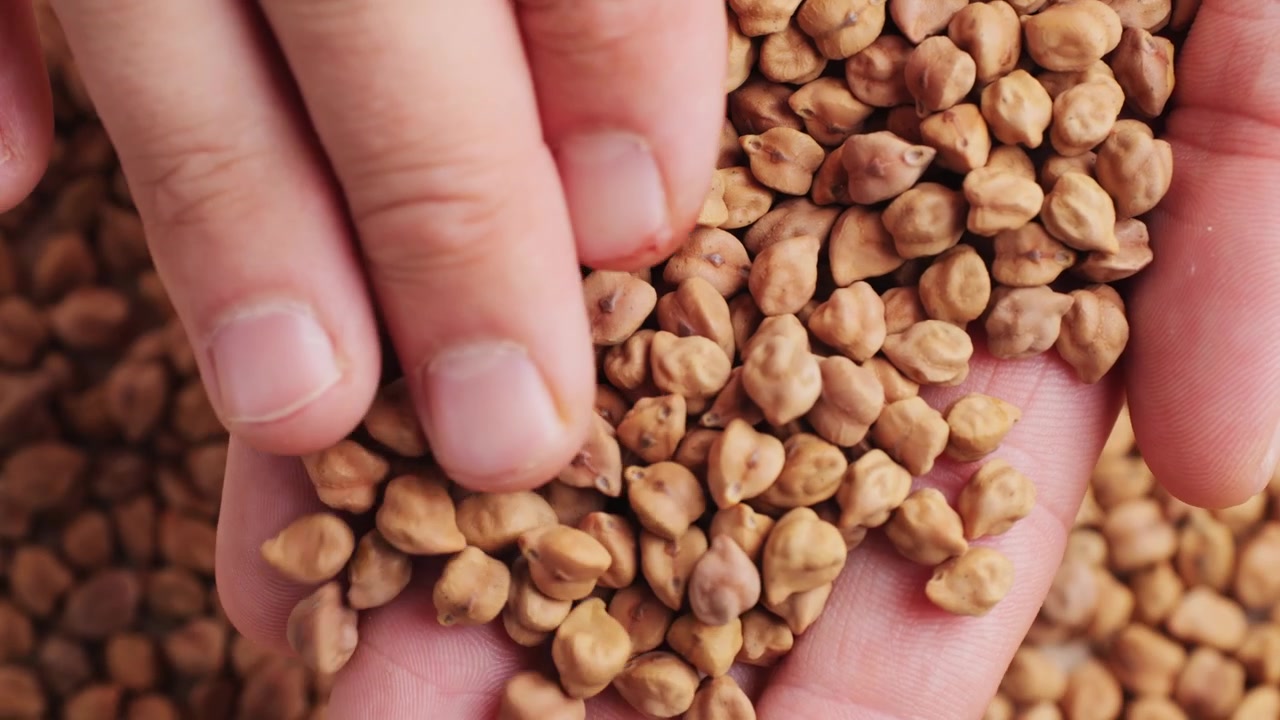 Close-up of Hand Holding and Sifting Dry Chickpeas