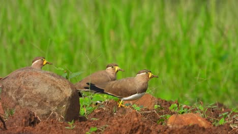 yello - wattled in ground ..