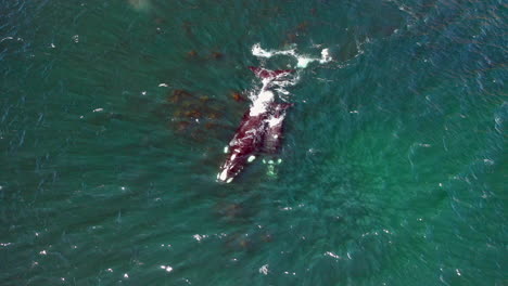 humpback whales blowing water in the ocean near oudekraal in cape town, south africa