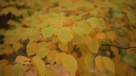 close-up of beautiful autumn leaves turning yellow and orange, with a soft background featuring trees, showcasing the vibrant colors and beauty of fall nature