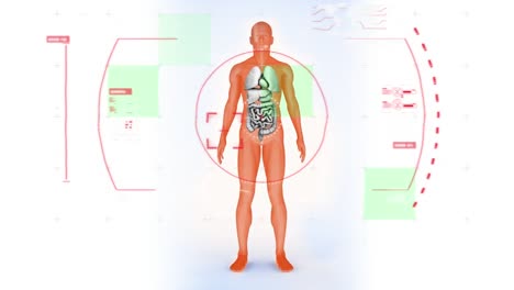 animación de la interfaz digital sobre el modelo del cuerpo humano