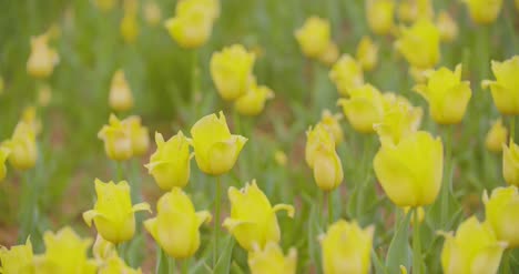 Hermosos-Tulipanes-Rojos-Que-Florecen-En-El-Campo-19