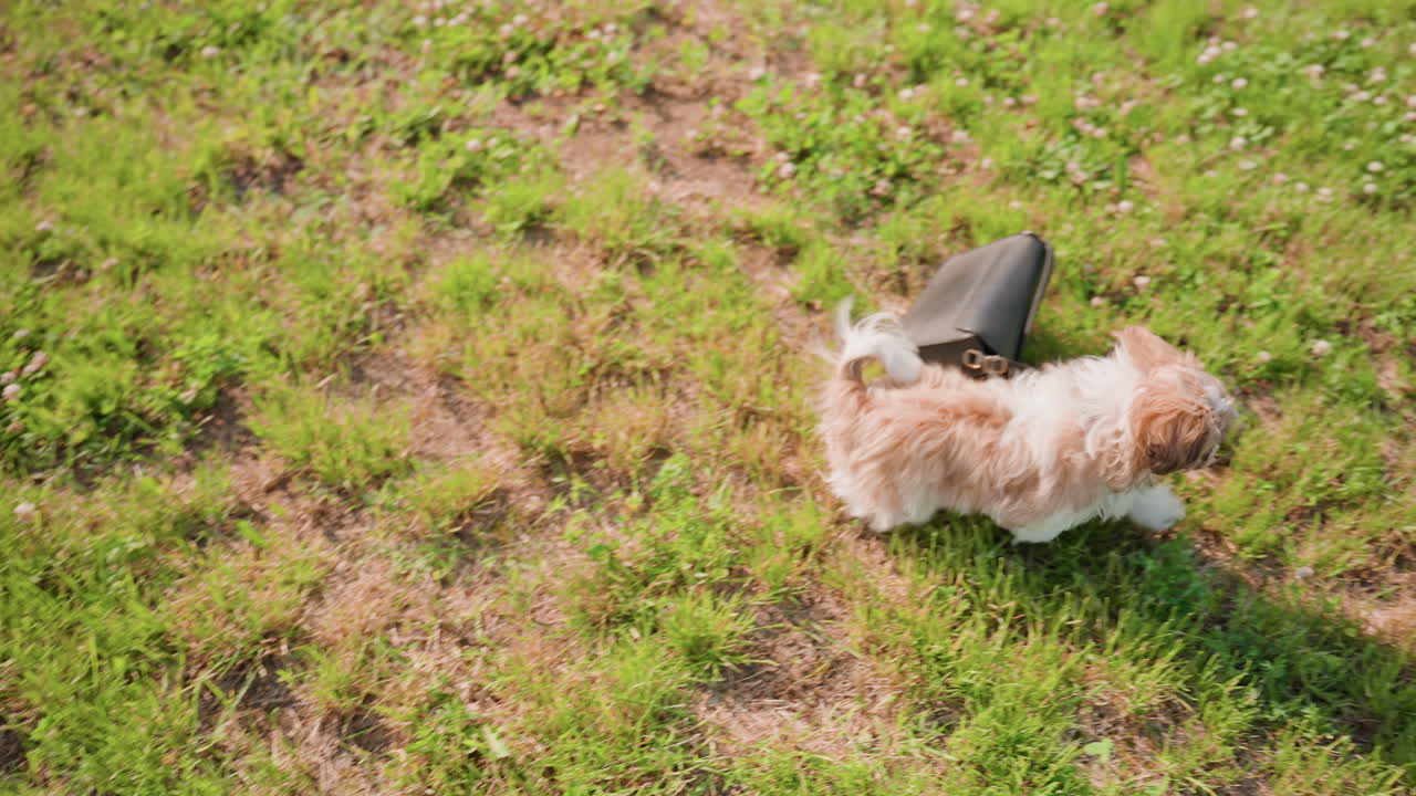Puppy Explores Uneven Lawn Area, Observant Canine Examines Disorganized Grass In Outdoor Space From Above, Aerial Perspective Reveals Eager Puppy Exploring Patchy Grassy Area Outside House