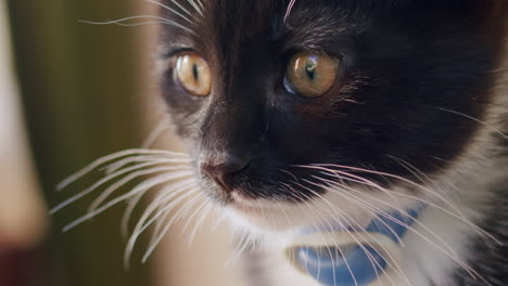 close-up of a cute black kitten with detailed features and expressive eyes