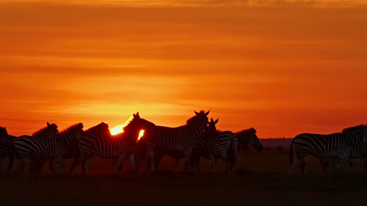 Grupperade zebror står i mörk silhuett över savannens horisont under en överdimensionerad sol, med varierande huvudvridningar, upprätta öron, varmt orangeröd himmel, starkt motljus och en rymlig panoramisk komposition.