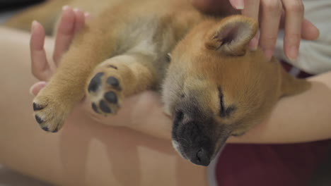 Pequeño-Cachorro-Shiba-Durmiendo-En-El-Suelo