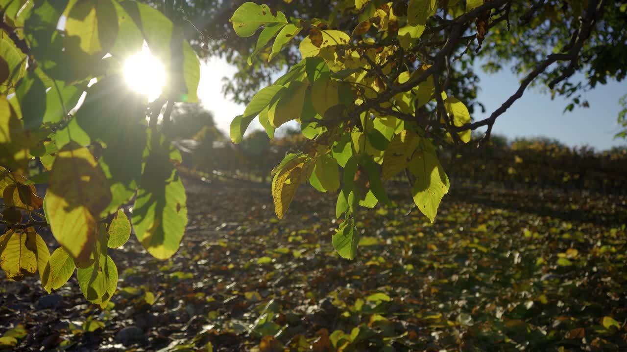 листья грецкого ореха осенью с солнцем за спиной