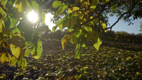 Hojas-De-Nuez-En-Otoño-Con-Sol-Detrás