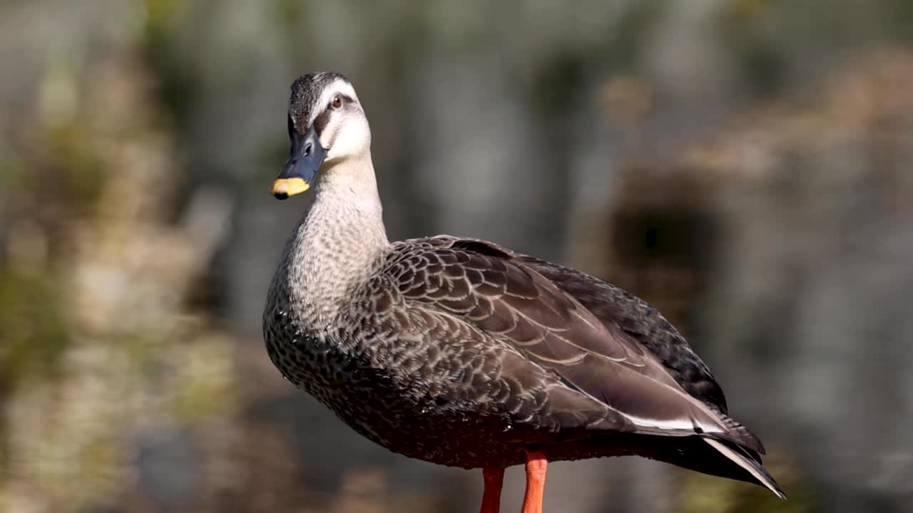Close-up of a duck showcasing its intricate feather patterns and vibrant orange legs against a blurred natural background.