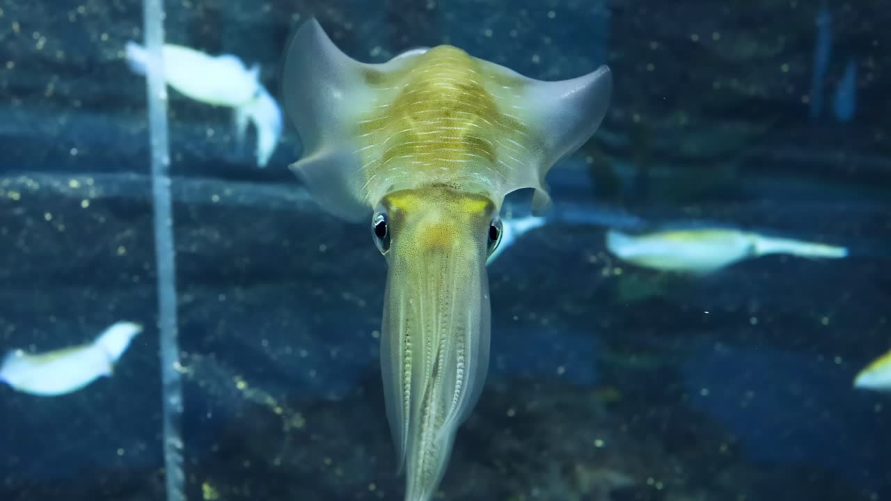 A squid elegantly moves through the water, showcasing its tentacles and fins in a serene underwater setting.