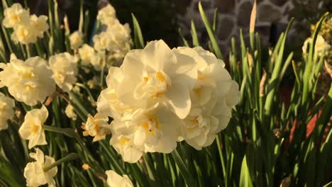 white flowers in garden blowing in the breeze