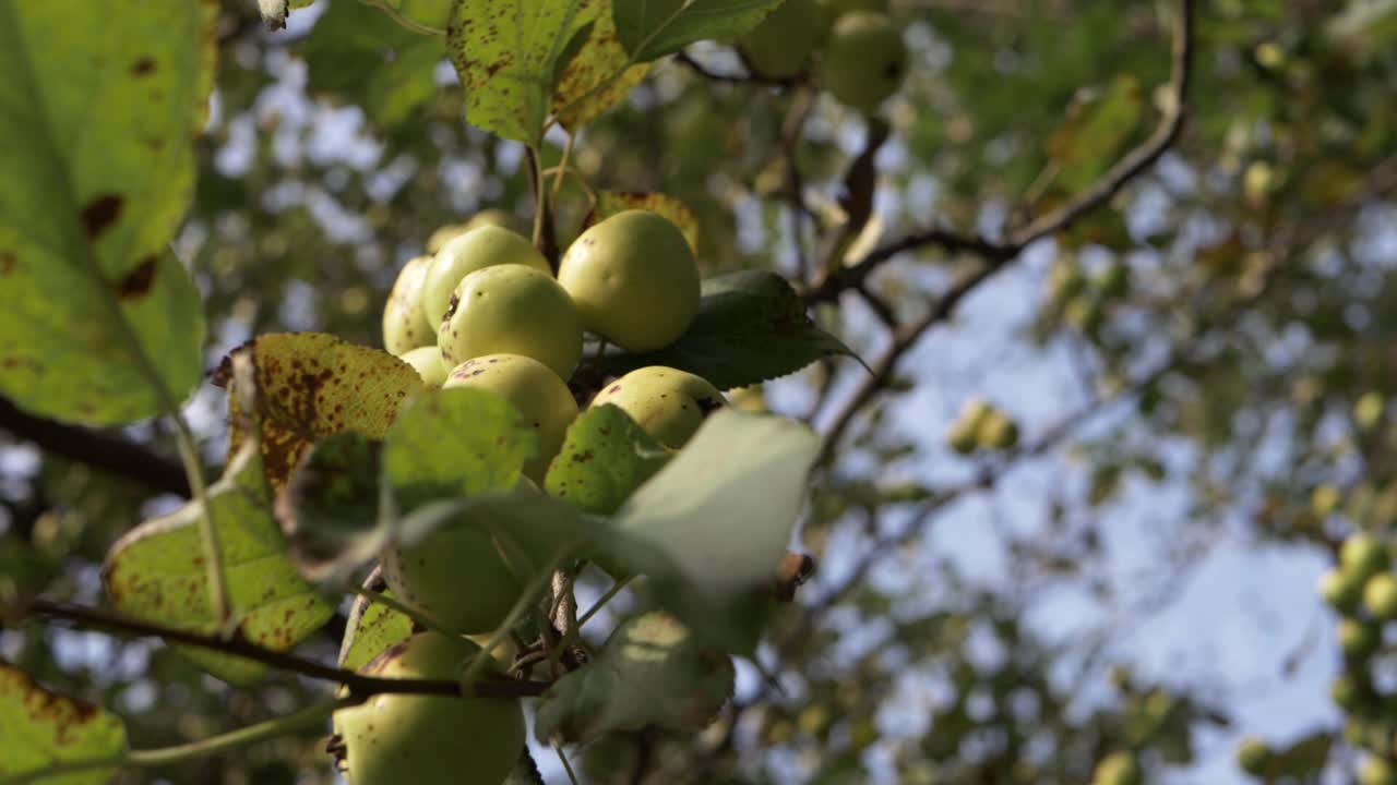 manzanas silvestres en la rama de un árbol tiro medio